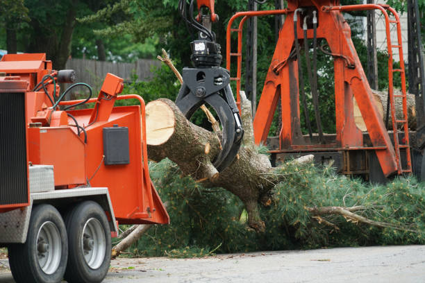 Monterey Park, CA  Tree Services Company