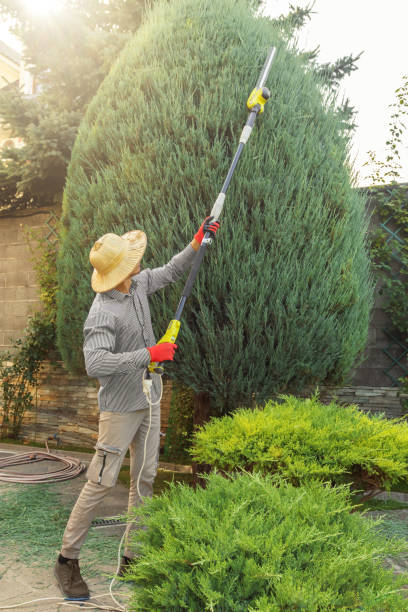 Best Fruit Tree Pruning  in Monterey Park, CA